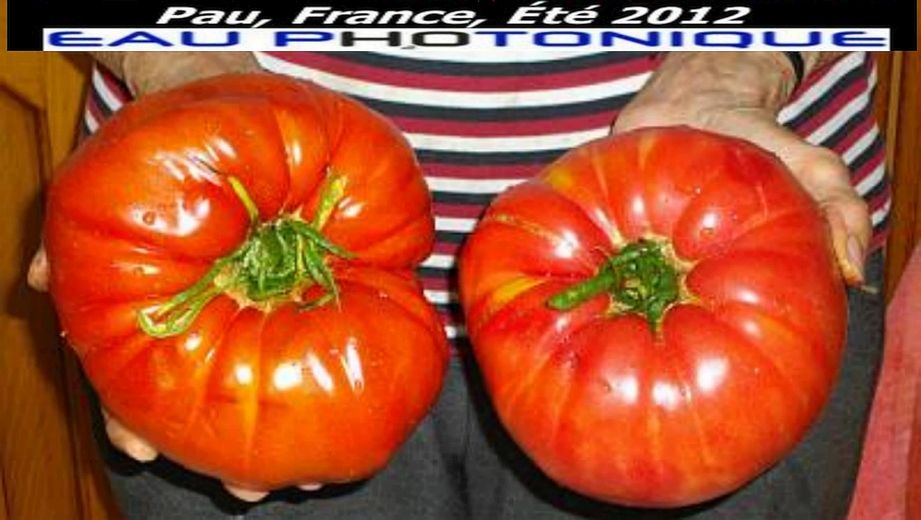 Témoignage Henri Lafon Puyo deux tomates récolte Aout 2012