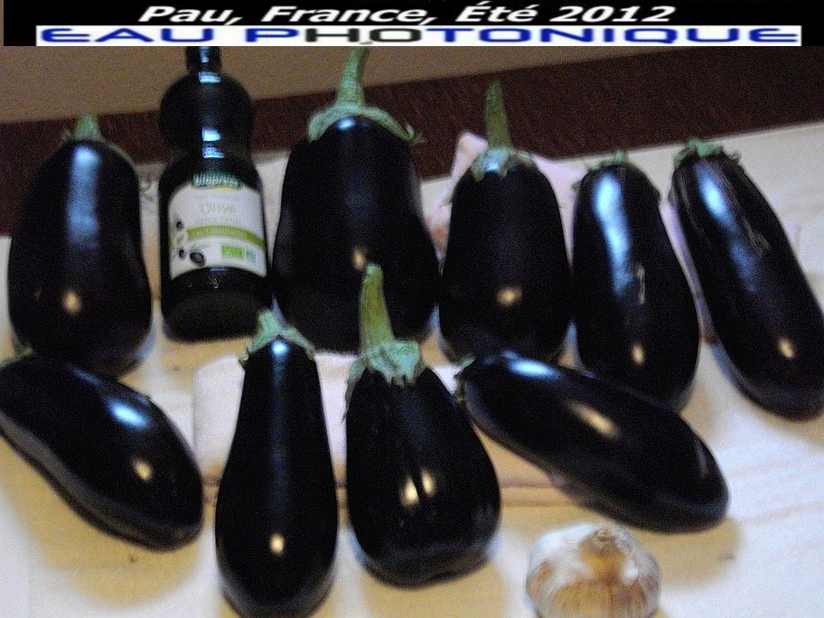 Témoignage Henri Lafon Puyo récolte d'aubergines géantes Aout 2012