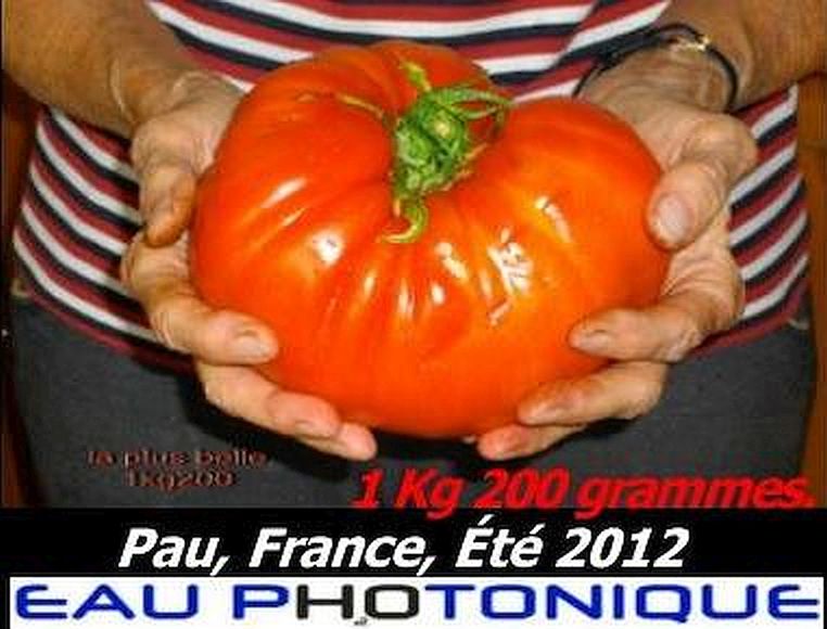 Tmoignage Henri Lafon Puyo photo tomate de 1200 grammes Pau France t 2012