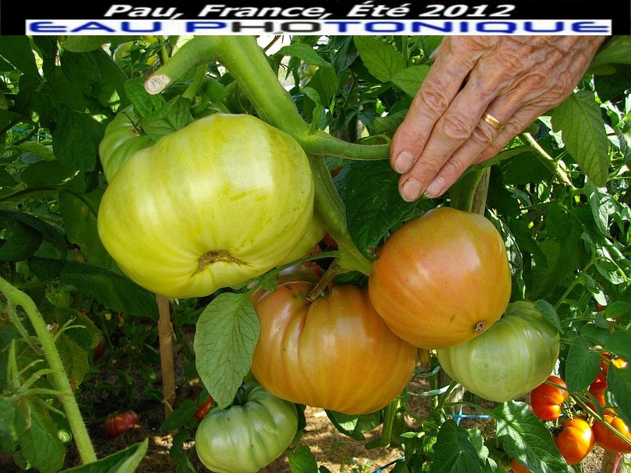 Témoignage  Henri Lafon Puyo grosses tomates sur plant Aout 2012