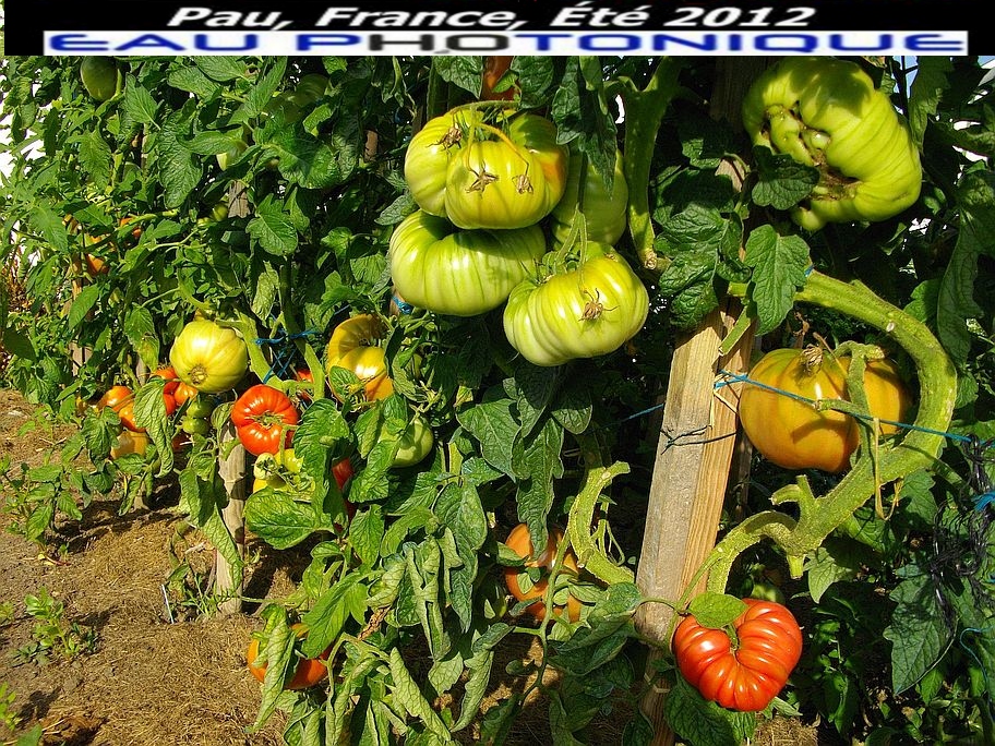 Témoignage Henri Lafon Puyo Tomates sur pied Aout 2012
